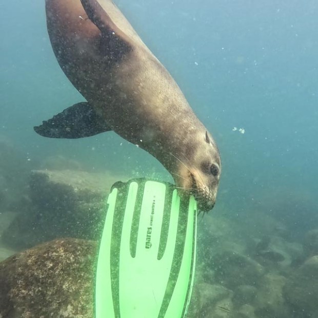 Tantas mordidas aqui . . .